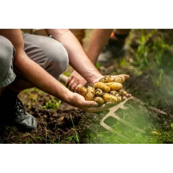 Potato (28)-3707041-69192.webp